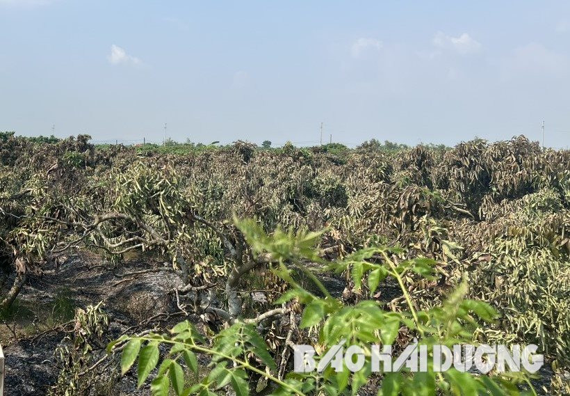 Vụ cháy vườn vải ở Thanh Hà, 131 cây vải bị ảnh hưởng nặng